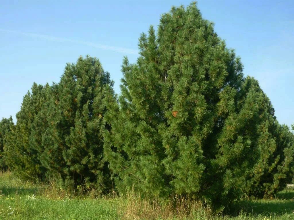 Кедр в подмосковье. Сосна сибирская кедр сибирский. кедр сибирский pinus sibirica. сосной сибирской (pinus sibirica). сосна́ сиби́рская кедро́вая (pínus sibírica).