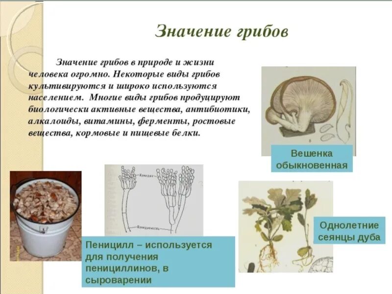 Тема многообразие и значение грибов. Значение грибов. Значение грибов в природе и жизни человека. Значение грибов в природе. Разнообразие грибов в природе.