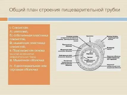 Общий план строения это