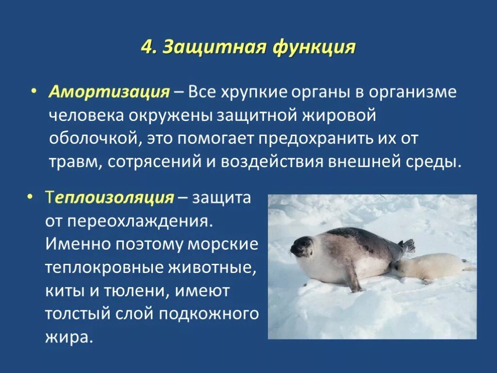 Какую функцию выполняет жир у животных. Жиры защитная функция. теплоизоляционная функция жиров. функции жиров в организме человека. защитная функция функция жиров в организме человека.