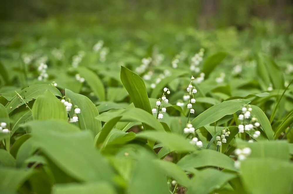 ландыши в лесу
