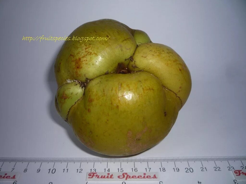 Elephant apple. Слоновое яблоко. Слоновье яблоко фрукт. Слоны и яблоки.