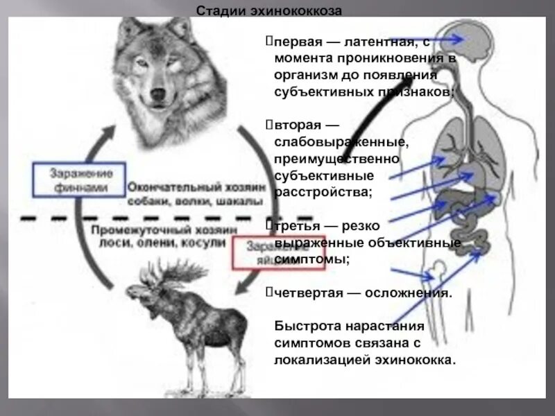 Эхинококкоз у детей симптомы. Эхинококк диагностическая стадия. эхинококкоз цикл развития.