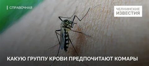 Какую группу любят комары