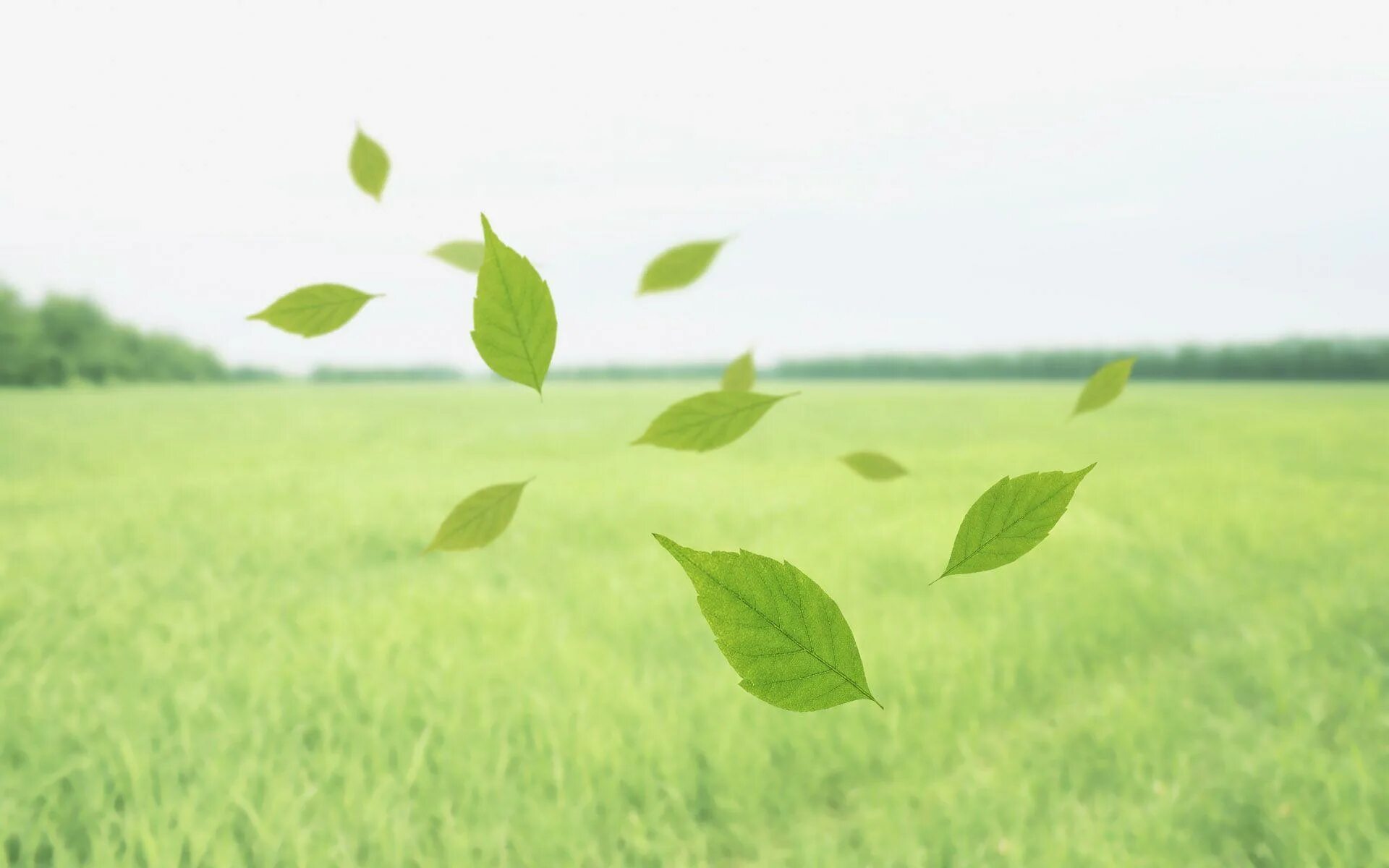 Осеннее дерево на ветру. Осенний воздух. Падающие листья. Зеленые листья на ветру. Осенняя поляна в лесу.