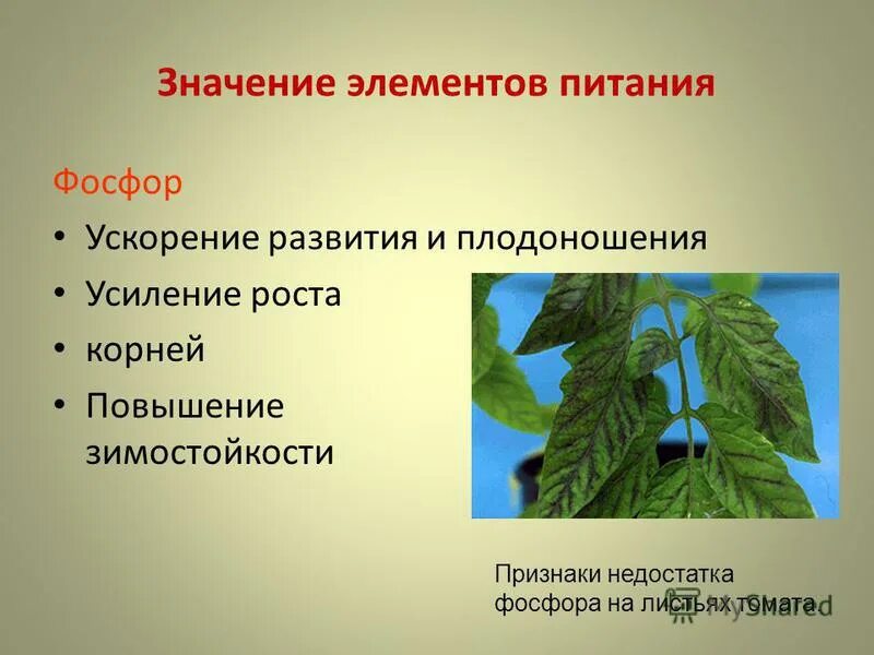 В чем заключается значение процесса роста человека. Питание растений. Минеральное и Корневое питание растений. Почвенное питание растений. Значение элементов питания.