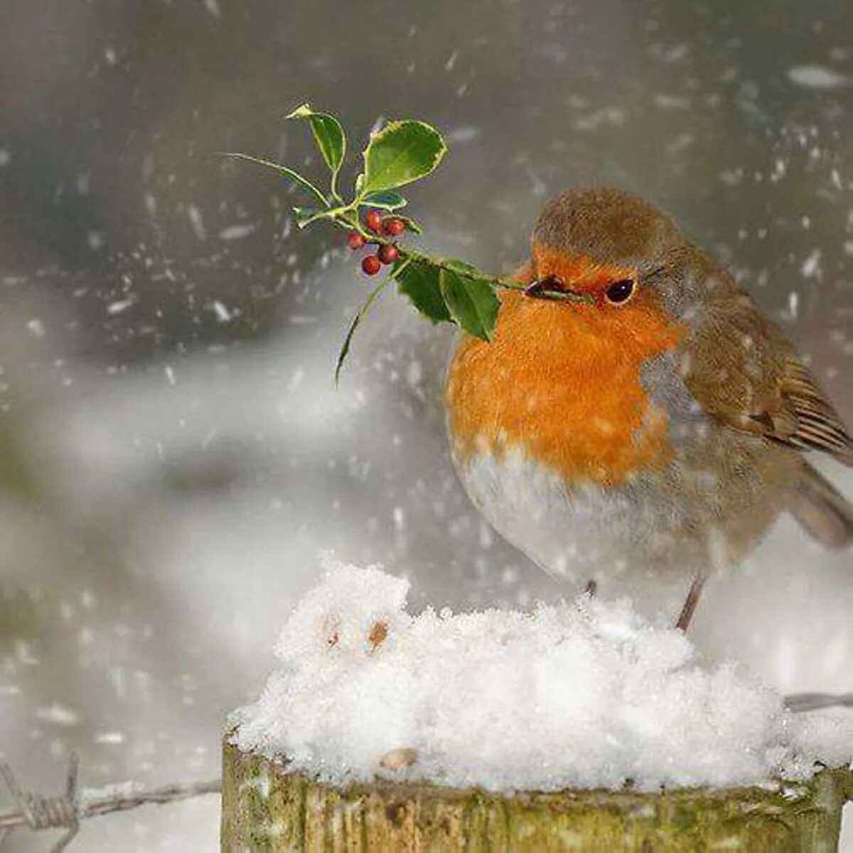 Зимние птицы. Зимнее настроение. Доброе утро с птичками зимой. Доброе зимнее утро с птицами.