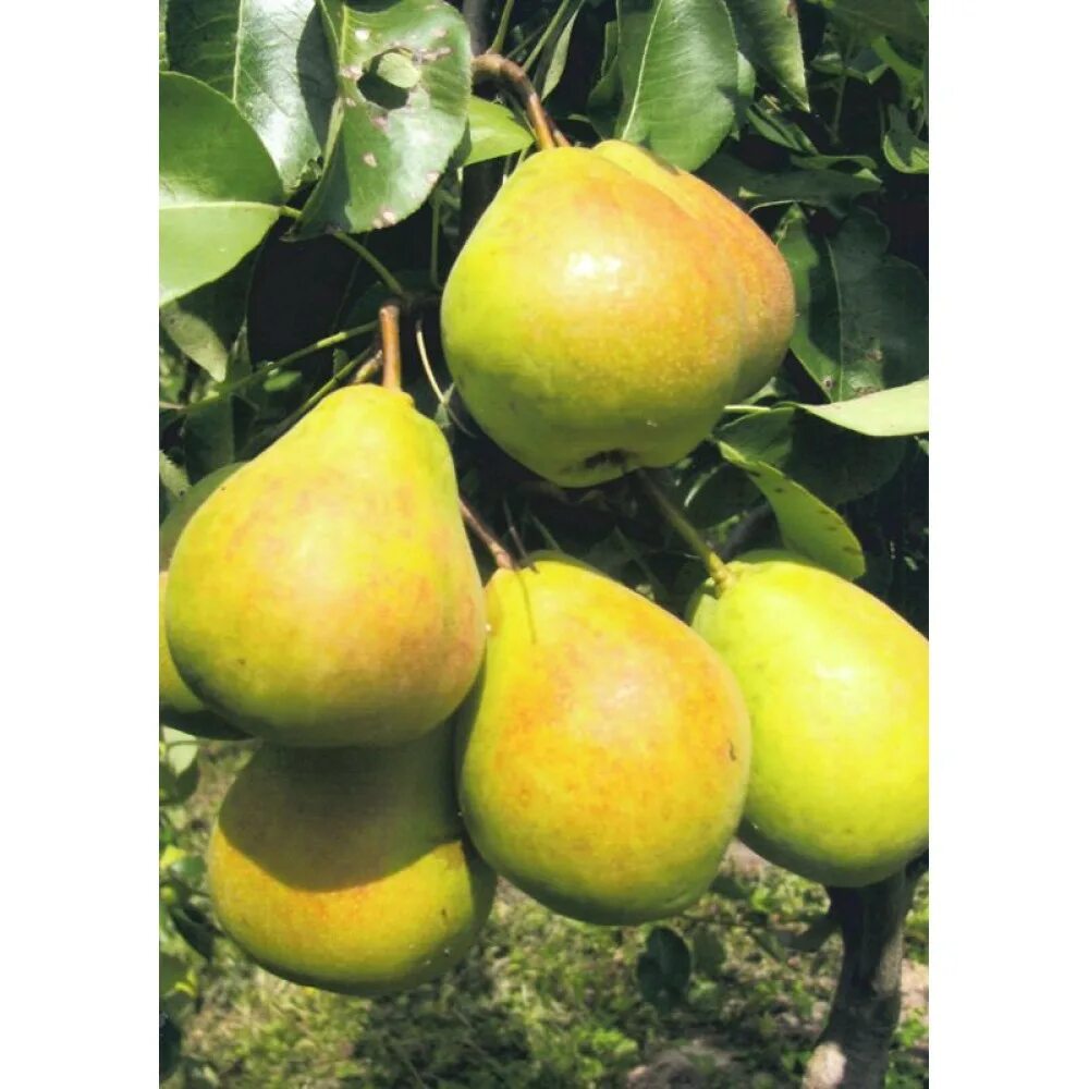 Груши анжу. Сорт груши деведжи. Груша гр. Груша гр. Груша гр.