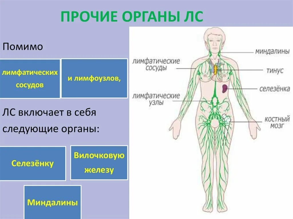 Лимфатические сосуды таблица. Лимфатическая система схема движения лимфы. Строение лимфатической системы человека. Схема лимфатических сосудов человека. Функции лимфатической системы в организме человека.