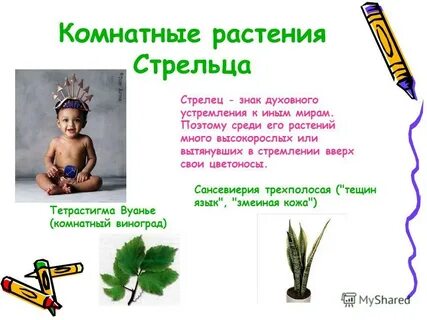 Цветок стрельца