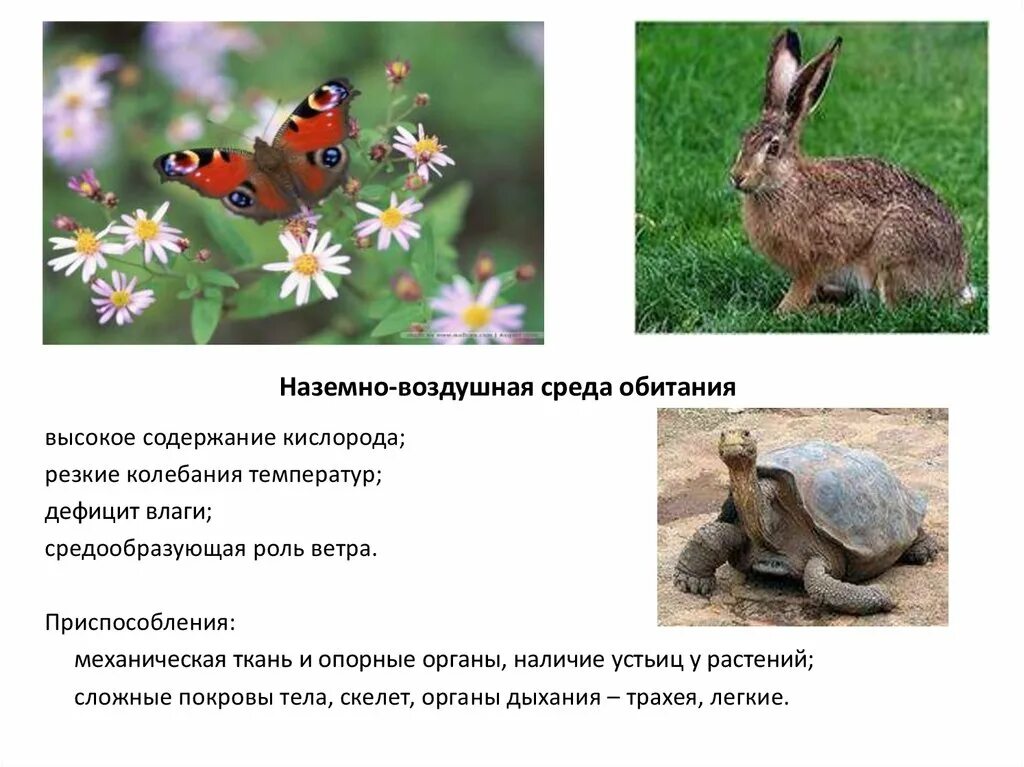 Сообщение о наземно воздушном животном 5 класс. Наземно аоздкшные среда обитания. наземно-воздушная среда обитания. животных в наземно-воздушной среде. наземно-воздушная среда обитатели животные.