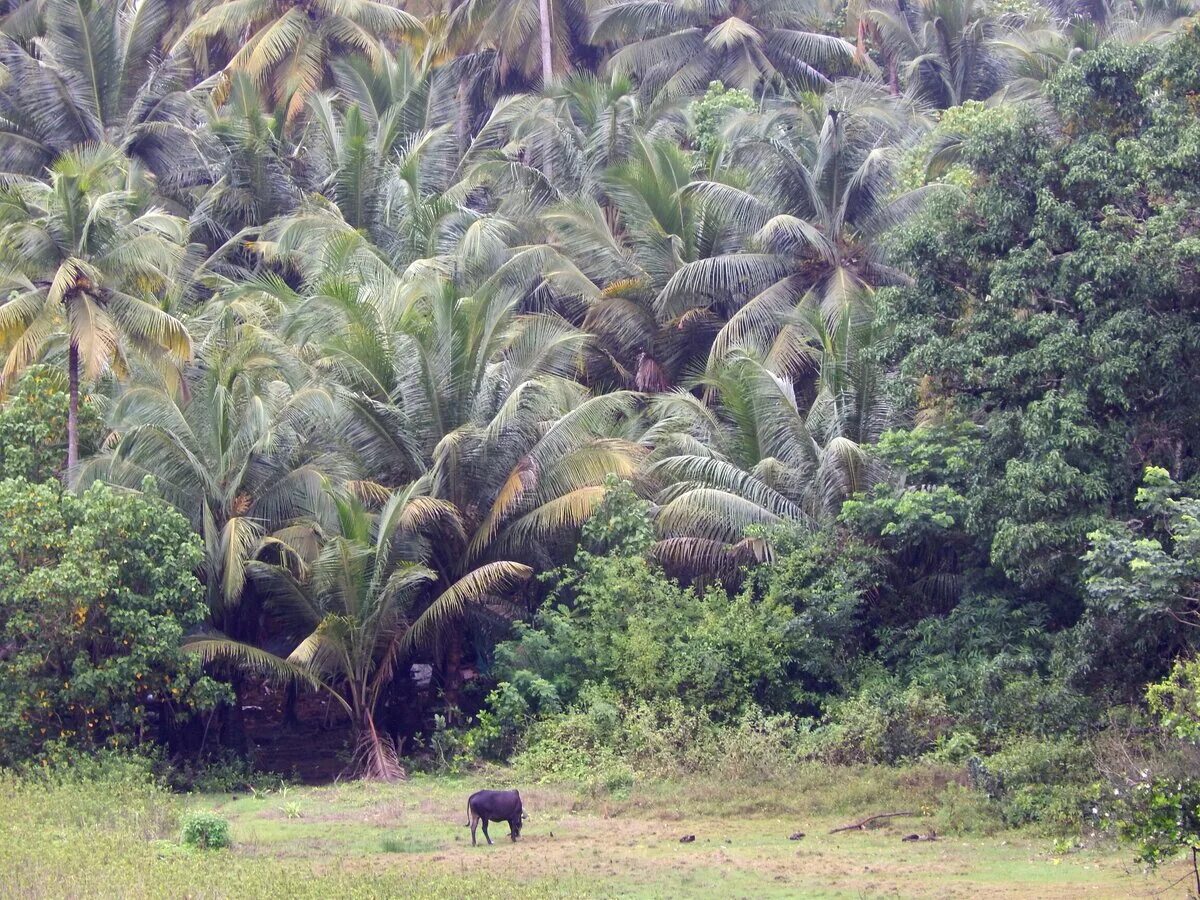 Тропические леса Нигерии. Джунгли Гоа.