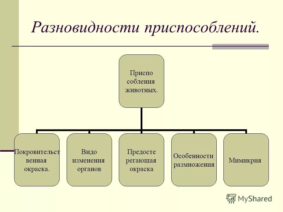 виды приспособлений животных. тип приспособления. приспособительное поведение примеры. типы виды приспособлений. формы приспособления у животных.