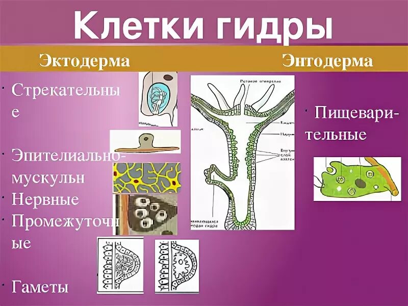 Какие клетки энтодермы