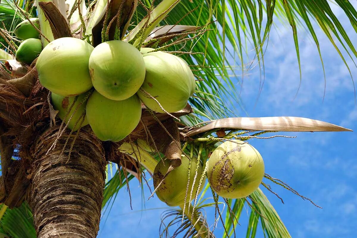 Coconut перевод на русский. Кокосовая Пальма (Cocos nucifera). Пальма Кокос орехоносный. Кокос плод костянка. Дуриановая Пальма.