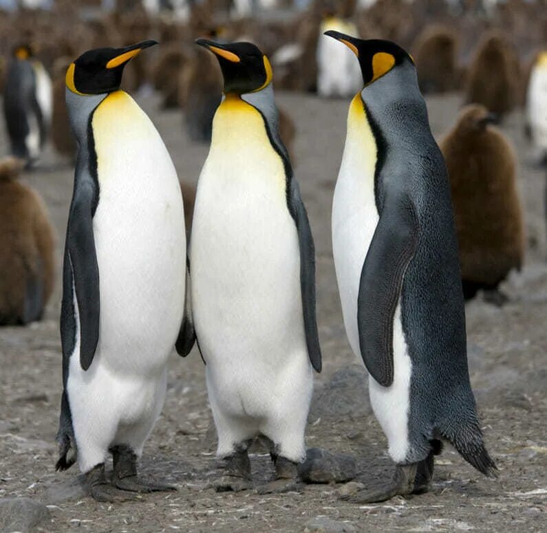 Императорские пингвины живут. Королевский Пингвин. Королевский Пингвин Пингвинообразные. Отряд Пингвинообразные. Пингвины Королевские Императорские.