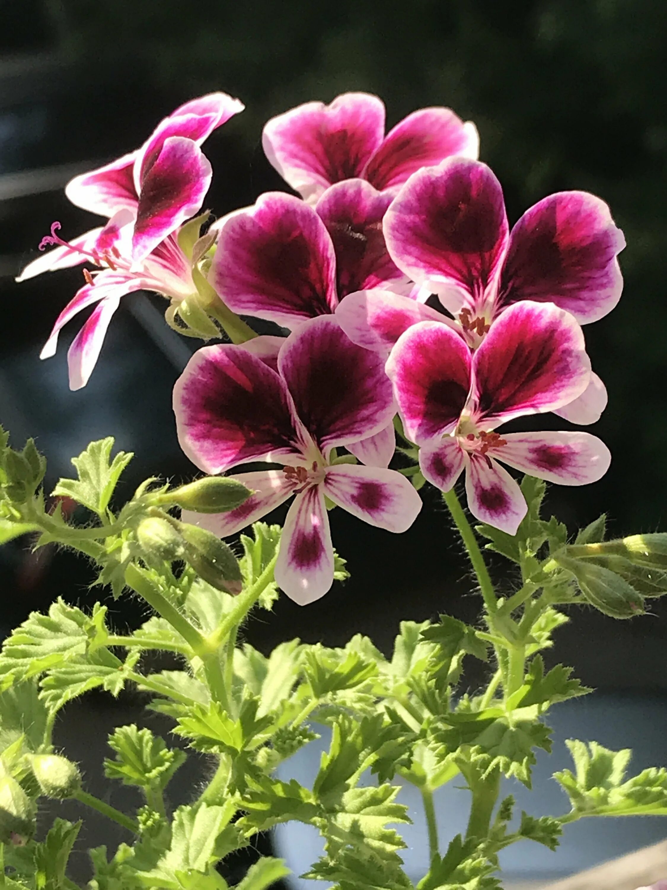 Пеларгония Pac ANGELEYES Blueberry. Пеларгония Королевская. Pac ANGELEYES Viola пеларгония. Пеларгония Королевская maja. Виды гераней названия