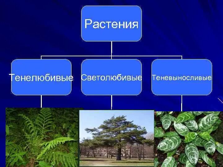 Распределите по группам характеристики светолюбивых тенелюбивых растений. Светолюбивые и тенелюбивые. Светолюбивые тенелюбивые теневыносливые растения. Примеры светолюбивых тенелюбивых и теневыносливых растений. Светолюбивые гелиофиты.