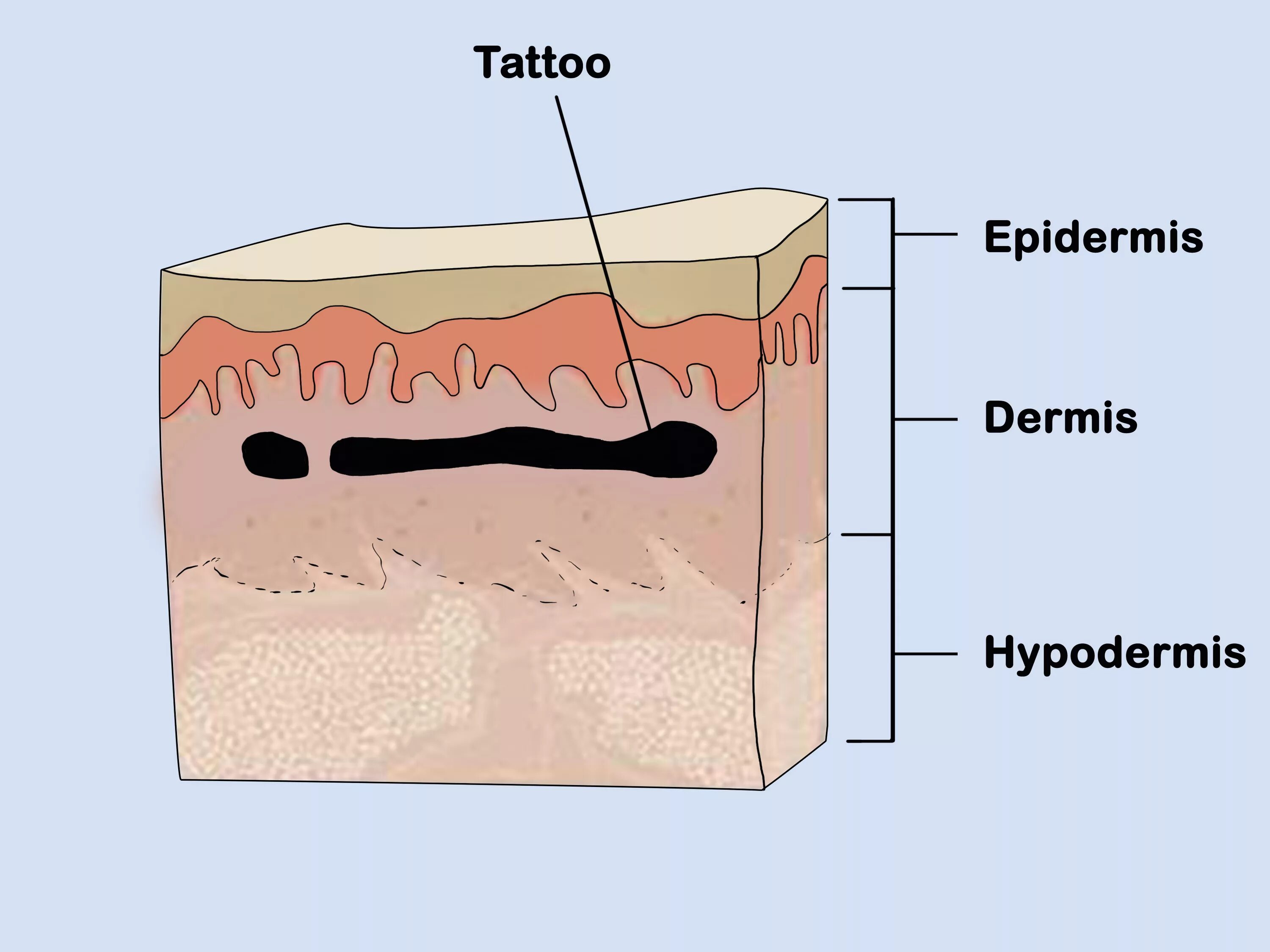 В собственно коже отсутствует пигмент. Кожа эпидермис дерма. Эпидерма дерма гиподерма.
