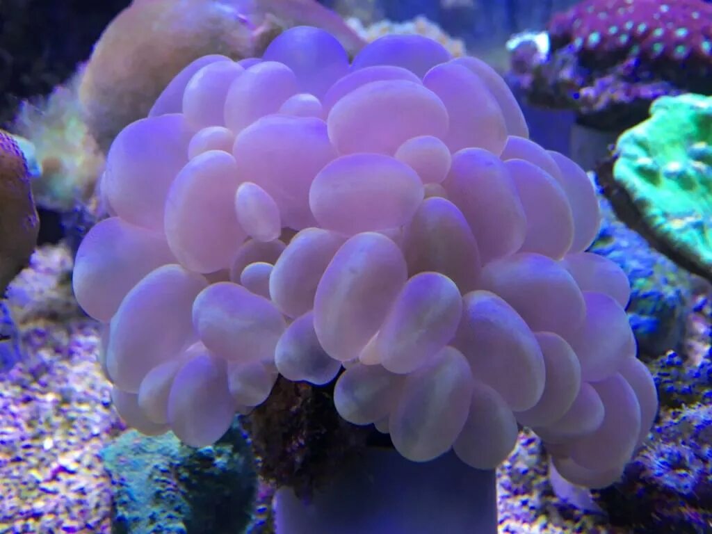 Coral 6. Дискоактиния Флорида. Дискоактинии Lux. Дискоактиния Юма. Дискосома коралл.