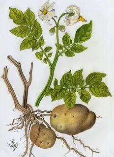 Листовые клубни