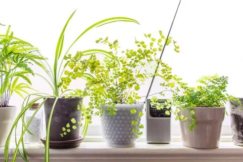 Given plants
