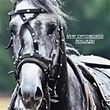 Орловский скакун 5