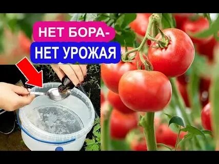 Маг бор для томатов опрыскивание