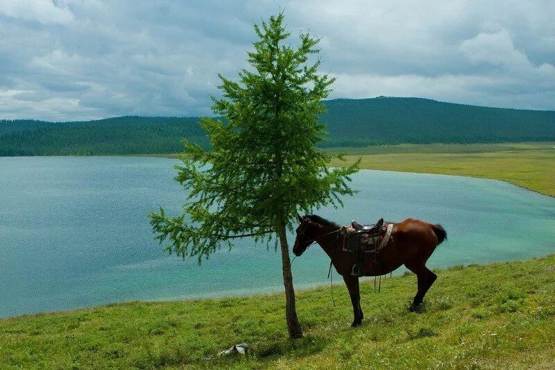 Тыва ч