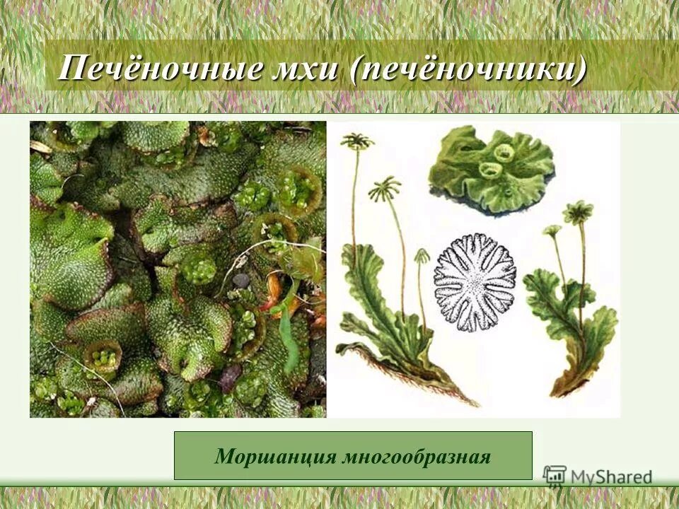 мхи это споровые растения поскольку размножаются. мох кукушкин лён споровые растения. размножение сфагнума схема. мхи это споровые растения поскольку размножаются. жизненный цикл мха кукушкин лен схема.