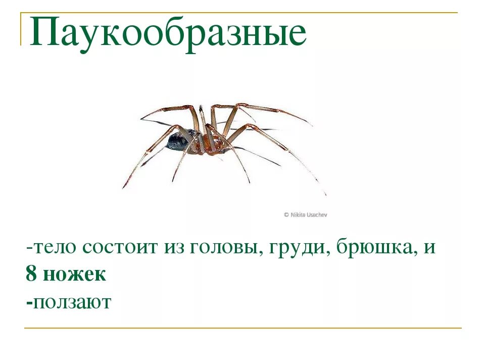 У паукообразных две пары усиков. Тело паукообразных состоит. Паукообразные голова грудь брюшко. Внешнее строение паукообразных. Тело состоит из головы груди и брюшка.