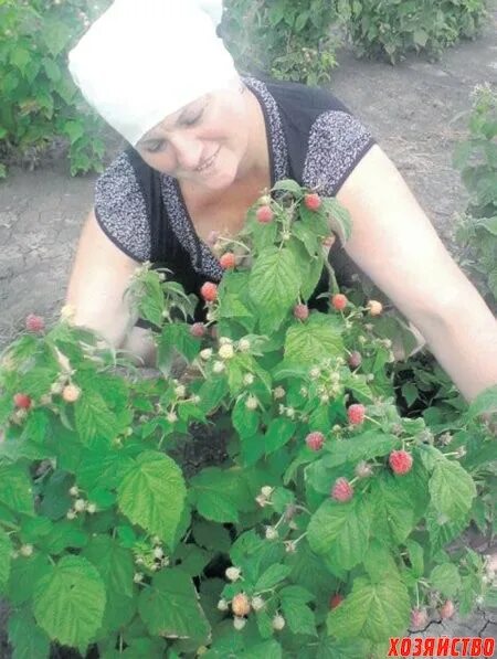 Малина сорта казакова. Урожай малины татар информ фотографии. Урожай малины место купания Ессентуки. Малина новость Кузьмина.