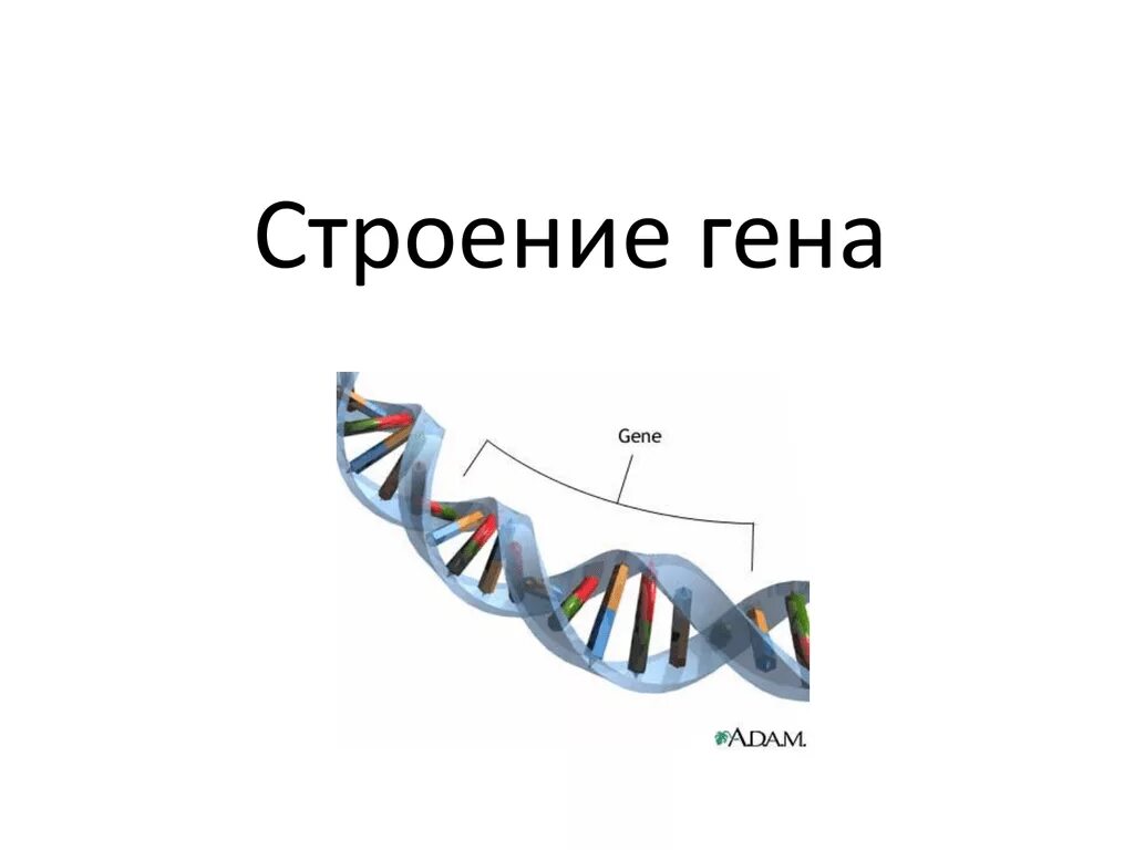 Ген биология 9 класс. Ген строение Гена. Гены структура Гена. Структура Гена рисунок. Схематическое строение Гена.