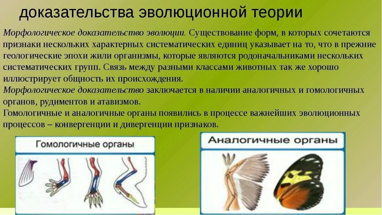 Как можно объяснить высокое разнообразие видов представителей