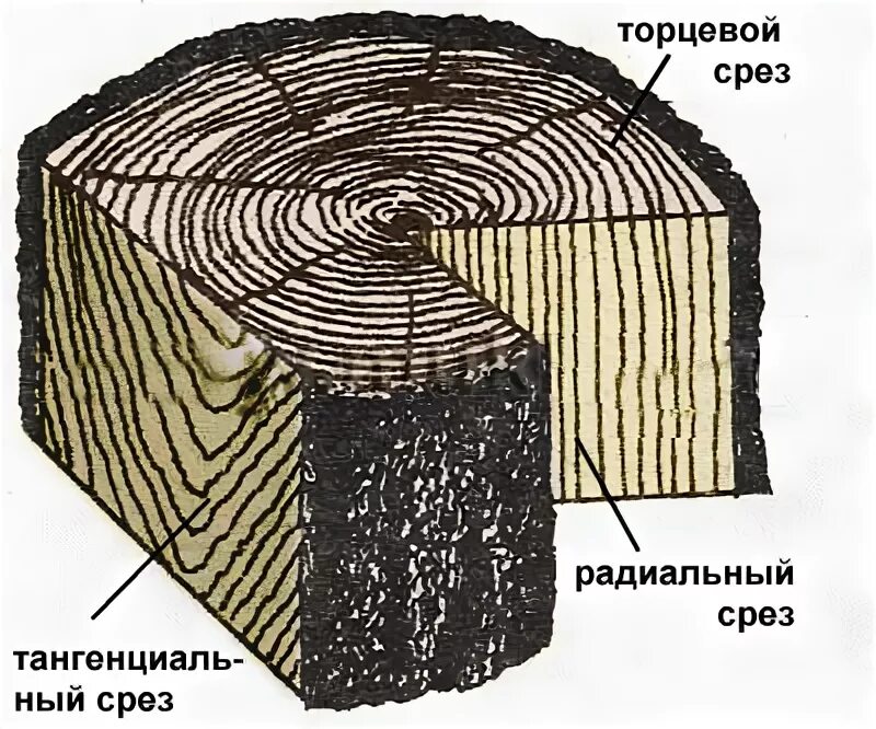 Ел срез. Тангентальный срез сосны. Тангенциальный радиальный и поперечный срез. Макроструктура древесины радиальный срез. Радиальный тангенциальный поперечный срез древесины.