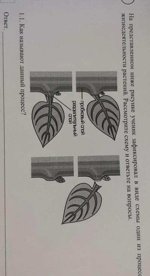 Процесс жизнедеятельности изображен на рисунке. Процесс жизнедеятельности растений ВПР. Процессы у растений ВПР. Процессы жизнедеятельности растений схема ВПР. Процесс жизнедеятельности растений рассмотрите схему.