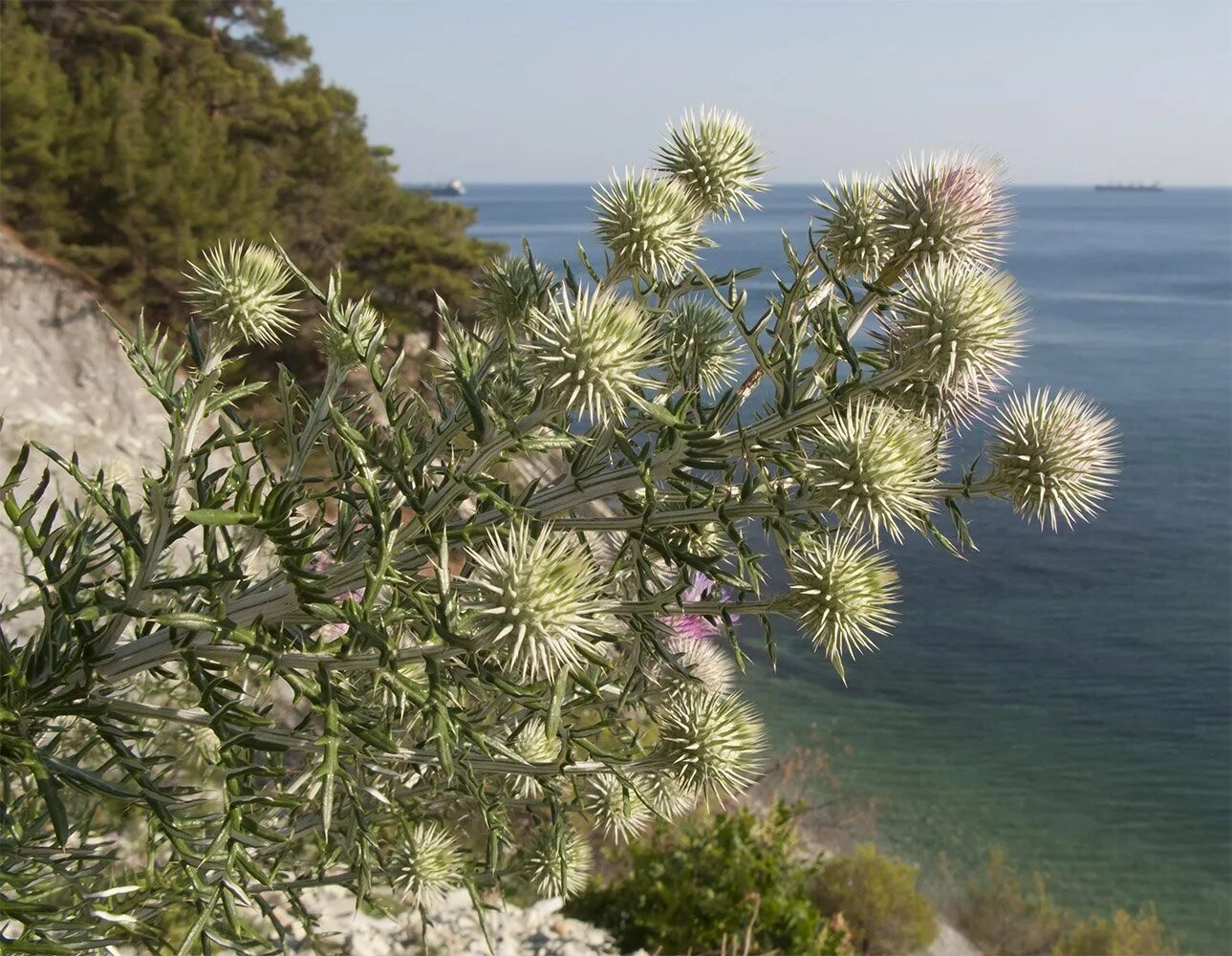Травы черноморского побережья. Эфедра черноморское побережье. Травы черноморского побережья. Эфедра в краснодарском крае. Сумах дубильный (rhus coriaria.