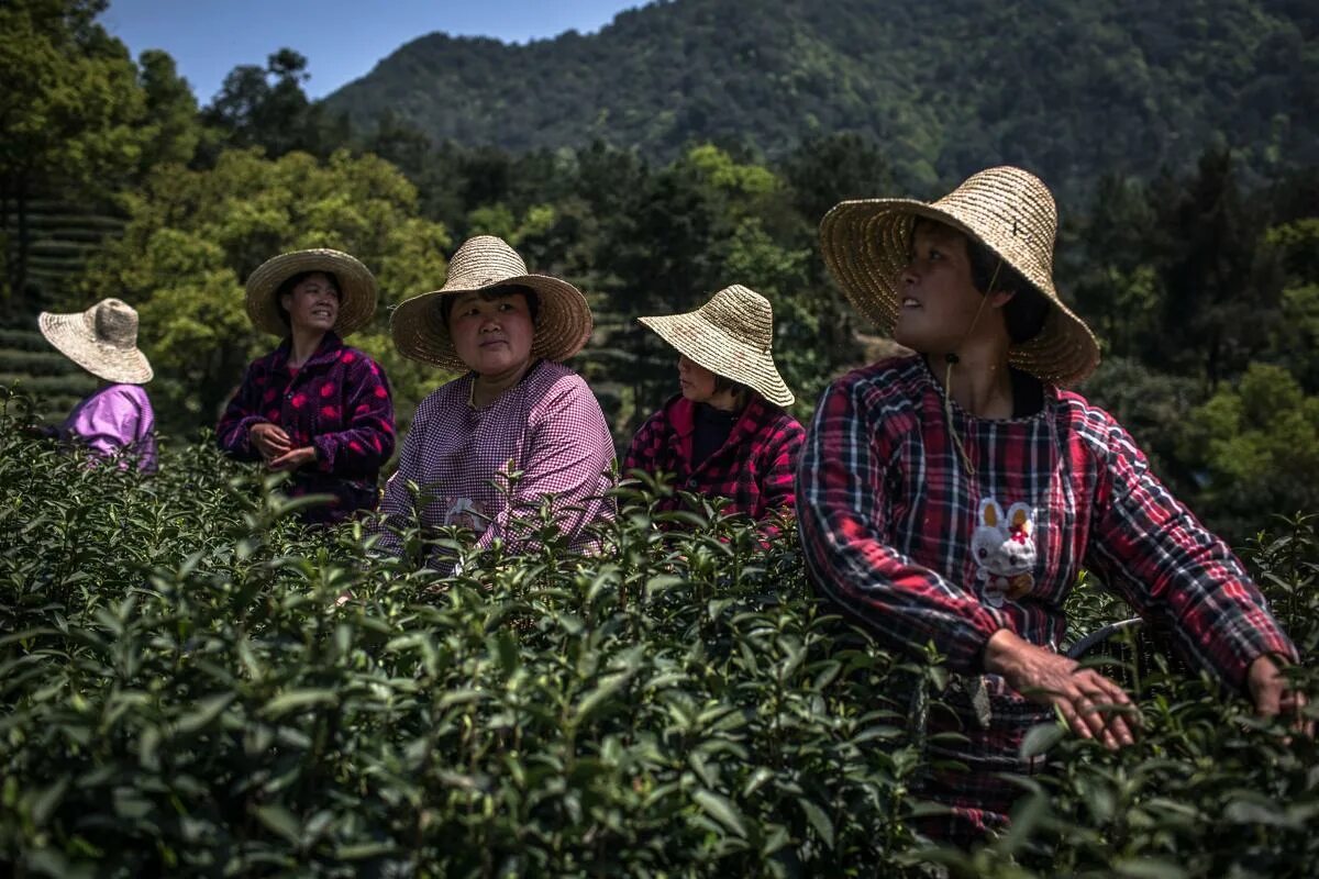 Сельскохозяйство китая. Непал чайные плантации. Работа на чайных плантациях. Плантации чая в японии. Плантации чая в китае.