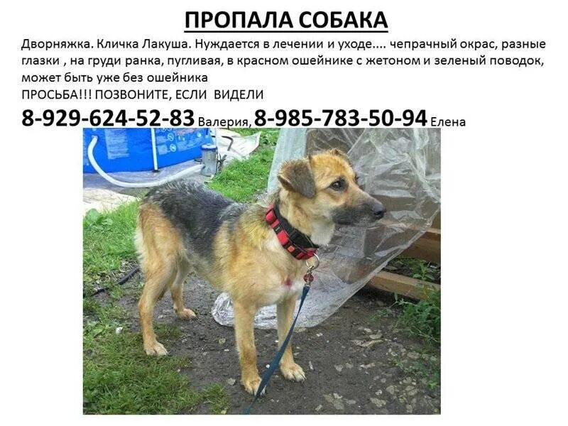 Щенку дали кличку