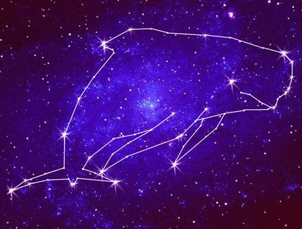 В далеком созвездии кита. Созвездие кита. Созвездие воздушный змей. Созвездие в виде воздушного змея. Созвездие кита звезды.