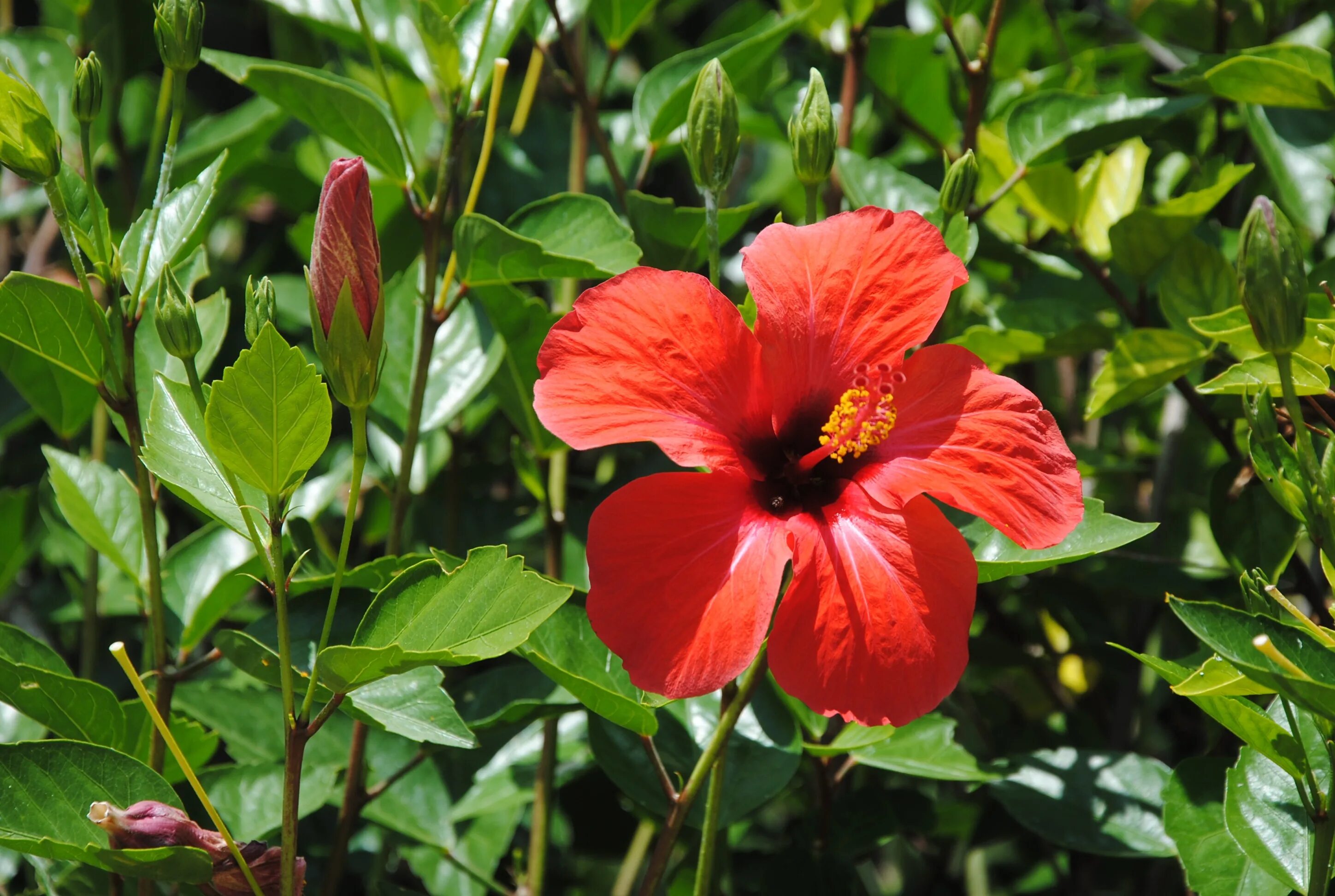 Гибискус красный. Гибискус растение. Гибискус Sabaudia. Гибискус (Hibiscus).. Red plant