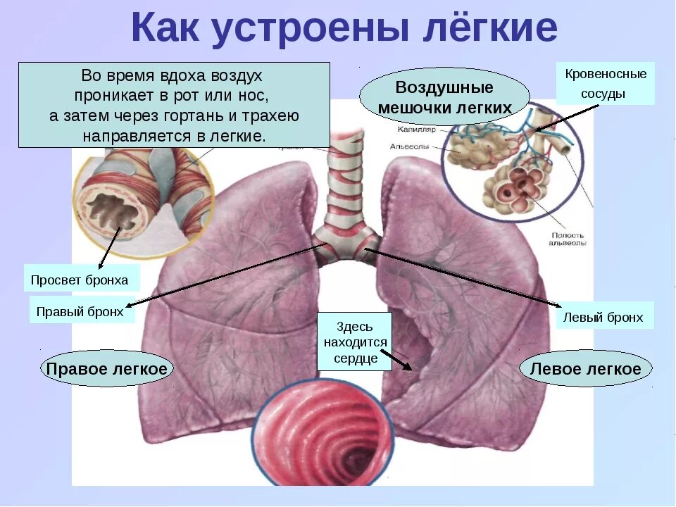 Легкие человека конспект. Бронхи расположение. Лёгкие и бронхи. Бронхи где находятся у человека. Бронхи и легкие расположение.