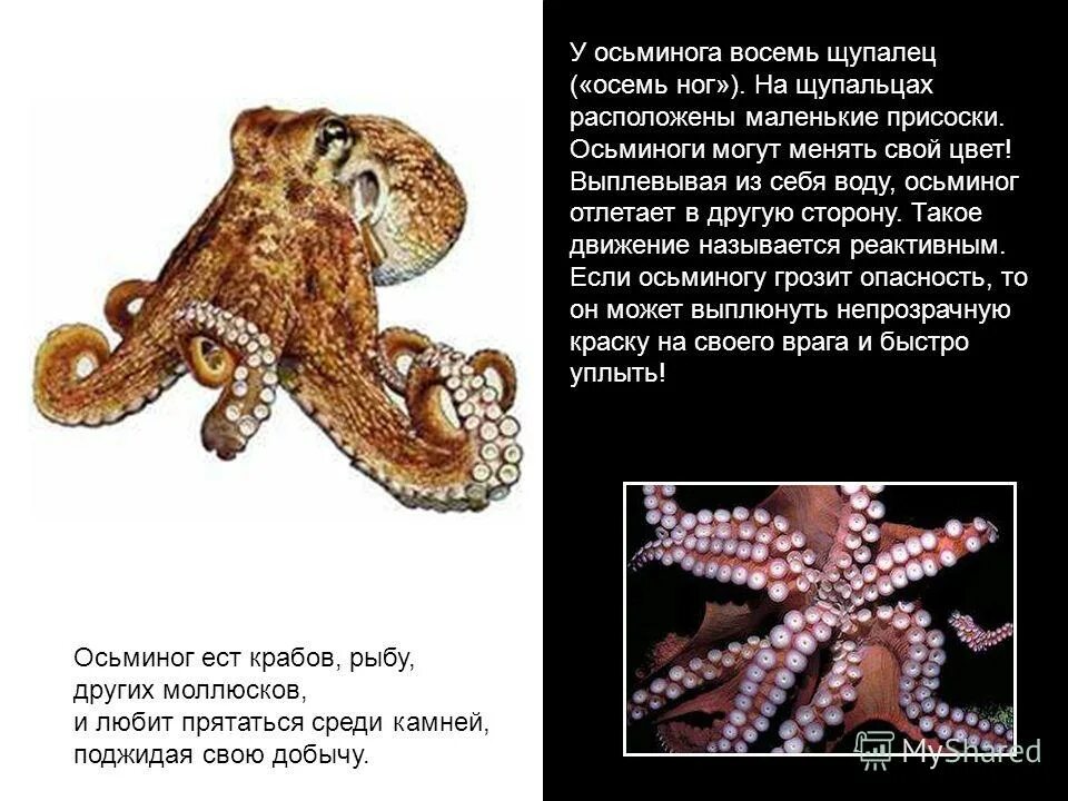автотомия осьминога. как правильно пишется щупальцы. осьминог кракен осьминог. как правильно пишется щупальцы. щупальца осьминога референс.