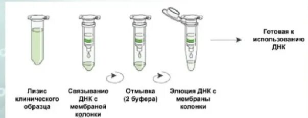 Процесс выделения днк. Методы выделения ДНК из биологического материала. Фенол-хлороформный метод выделения ДНК. Методы выделения ДНК из животных тканей. Выделение ДНК фенол хлороформной экстракции.