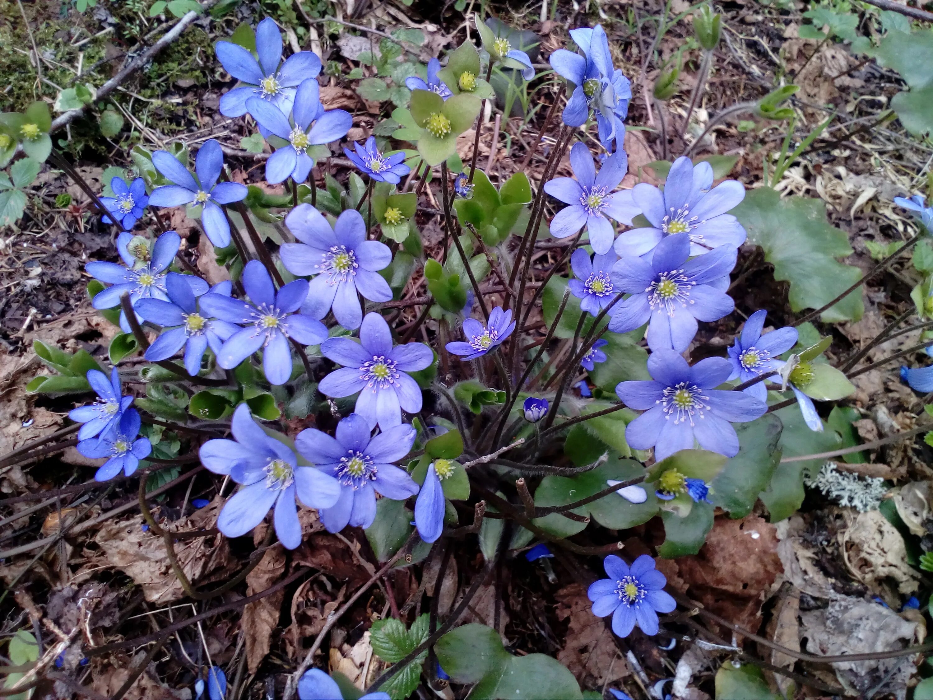 Печеница. Печеночница трансильванская. Печеночница благородная (hepatica Nobilis). Печеночница Нобилис. Первоцвет печеночница.