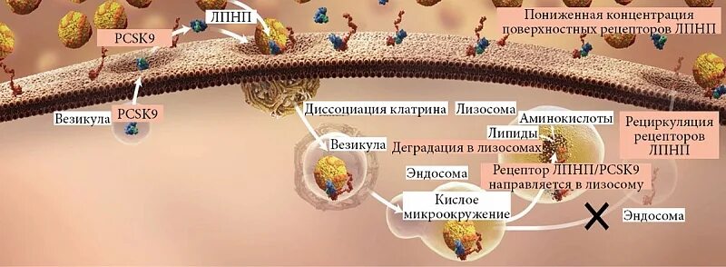 Ингибиторы pcsk9 механизм. Ингибиторы pcsk9 механизм действия. Блокаторы pcsk9. Блокаторы pcsk9 механизм действия. Ингибиторы pcsk9