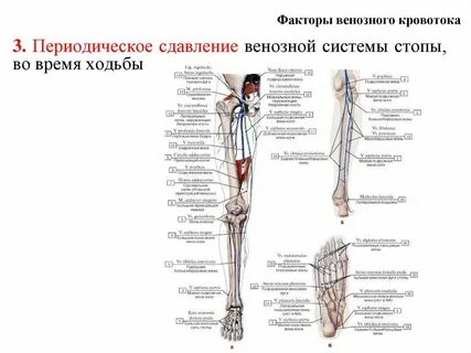 Вена фактор