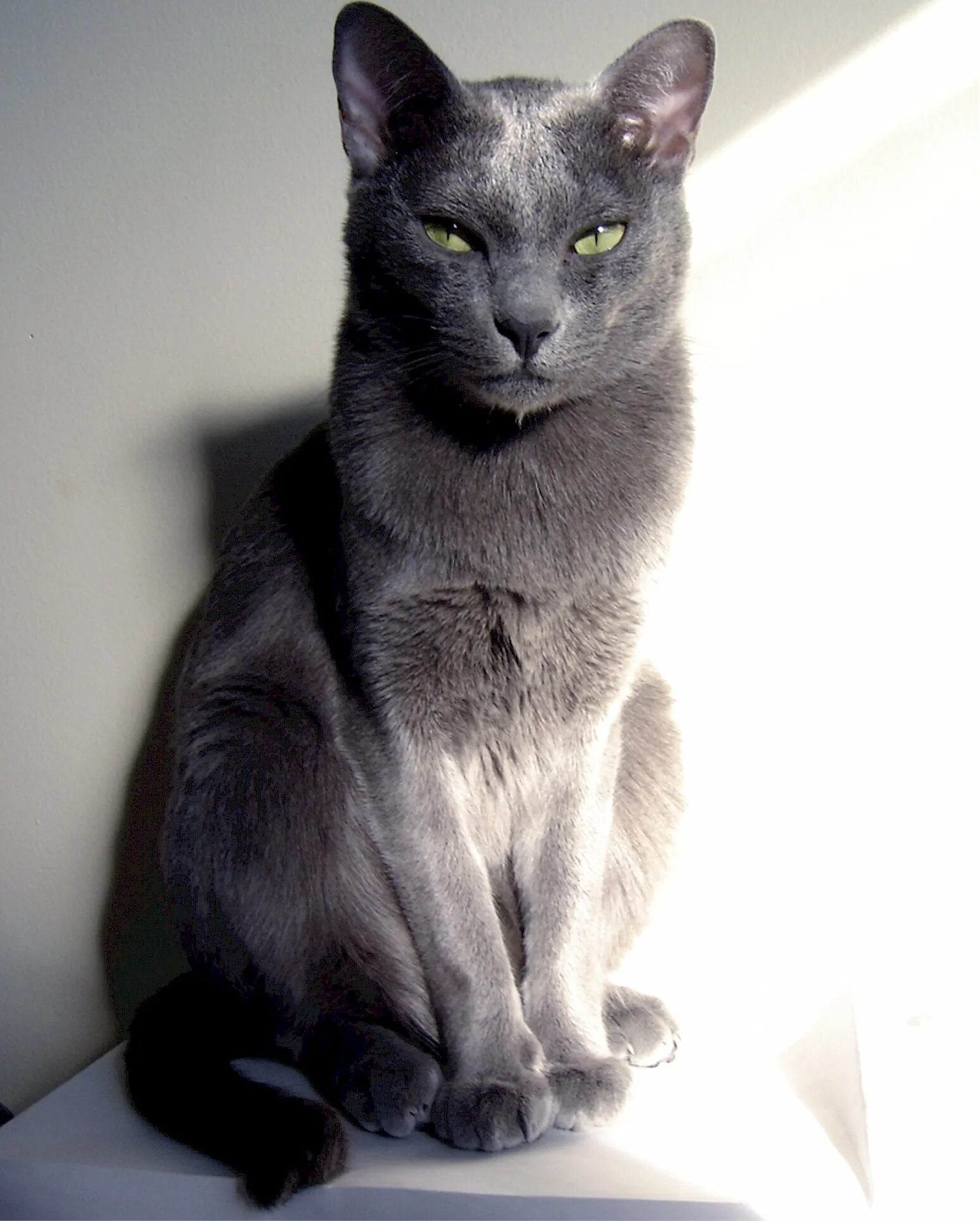 Русский карат. Корат шартрез Картезианская кошка. Порода Корат. Корат порода кота. Картезианская кошка голубая.