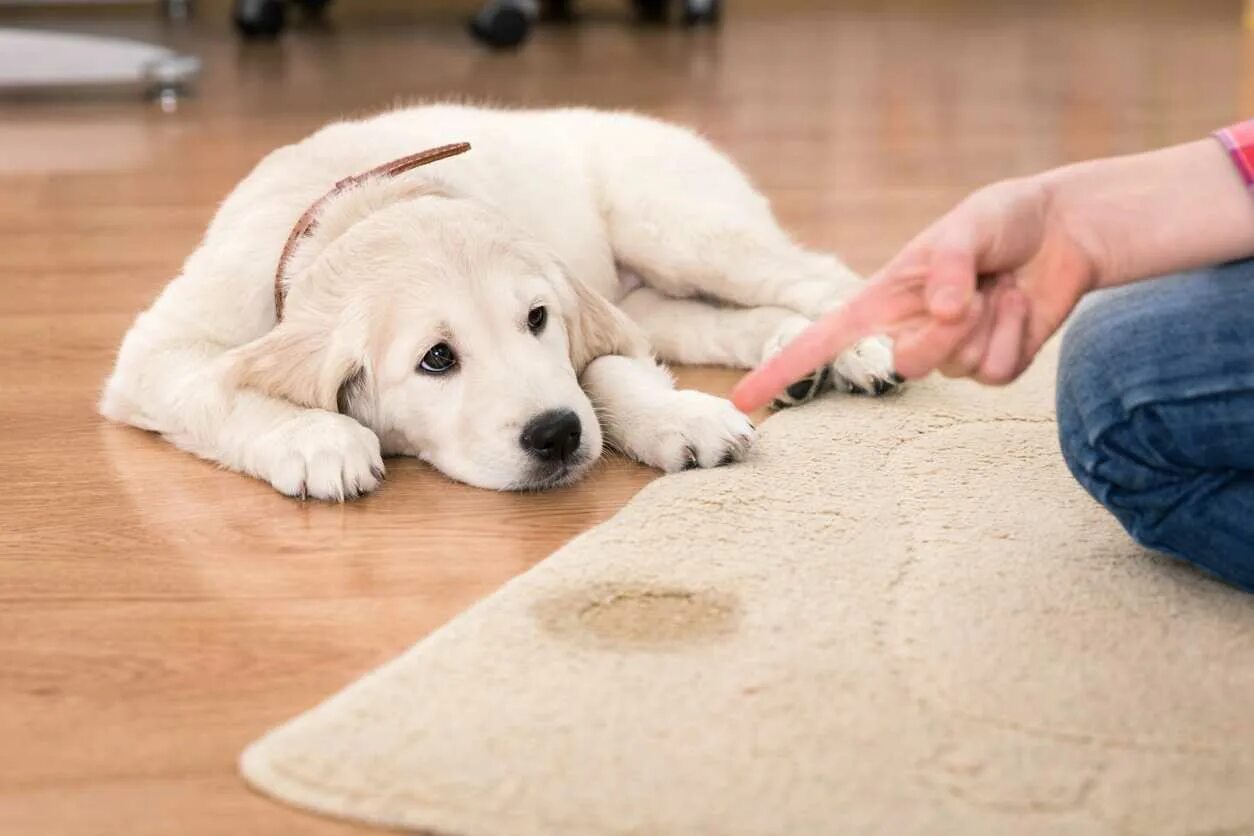 Животные на ковре. Собака на ковре. Щенок на диване. Щенок на ковре.