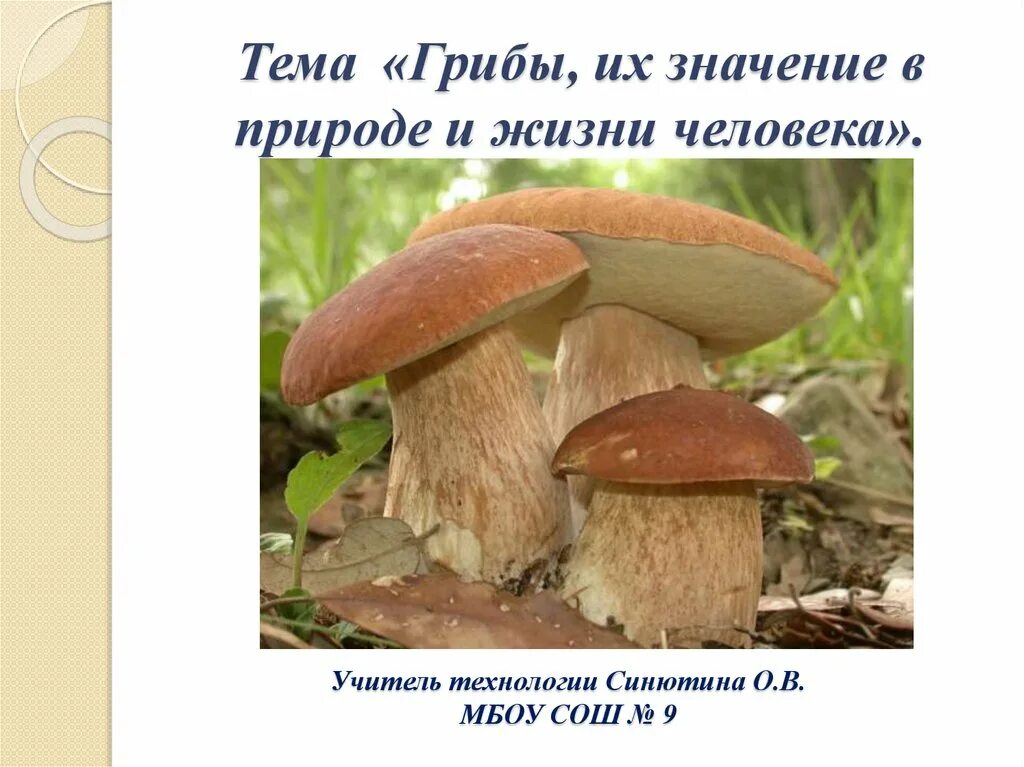 Грибы это особая группа. Грибы особое царство. Значение белого гриба в природе и жизни человека. Грибы их значение в природе и жизни человека технология 7 класс. Почему раньше грибы считали растениями.